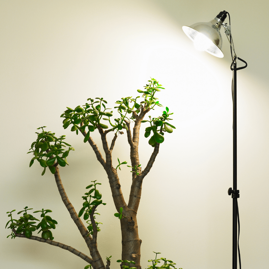 Unveiling the Best Grow Lights for Bonsai Trees
