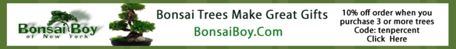 bonsai boy of new york