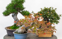 art of bonsai