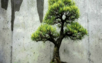 art of growing bonsai trees