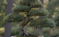 Chinese elm